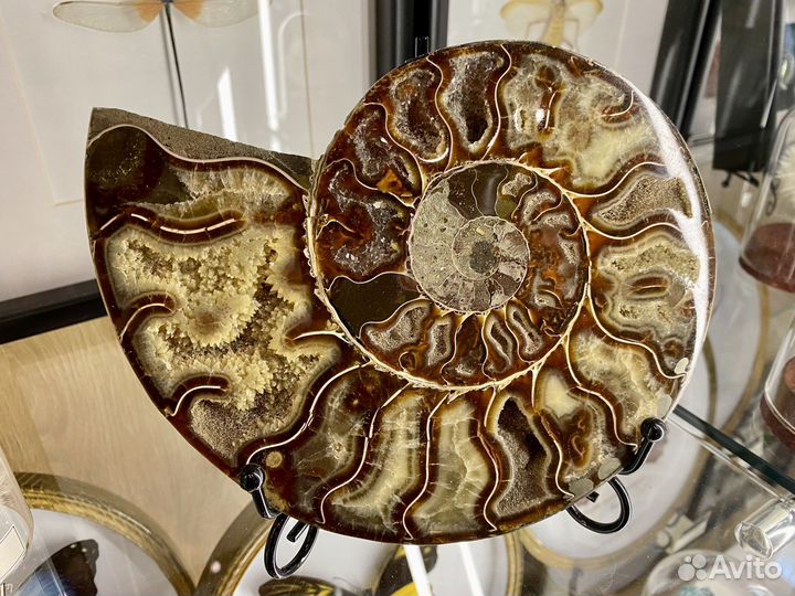 Спилы аммонитов