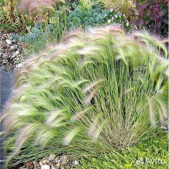 Многолетние цветы