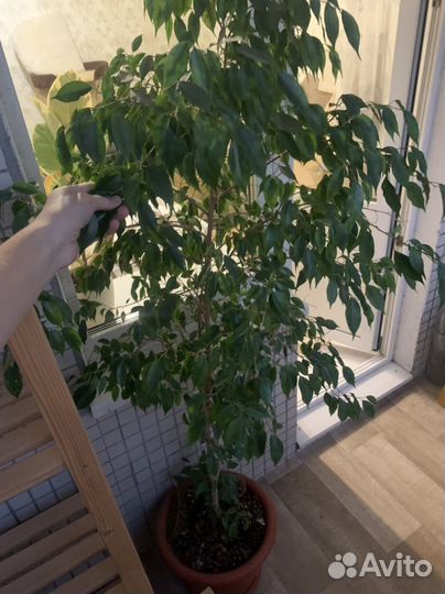 Фикус бенджамина большой