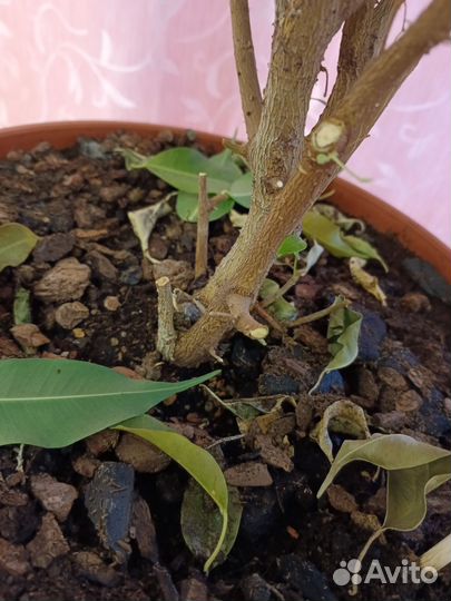 Фикус бенджамина большой