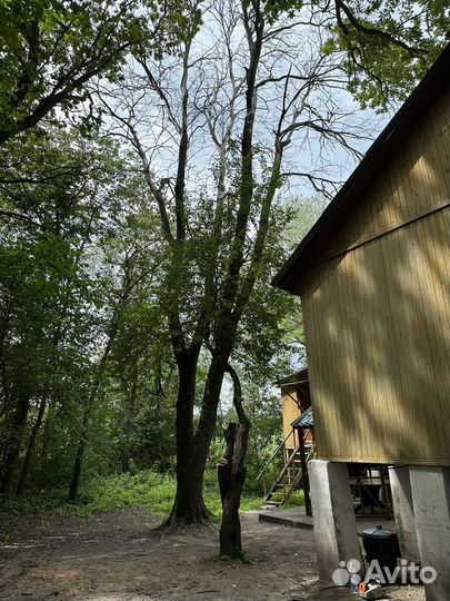 Спил деревьев