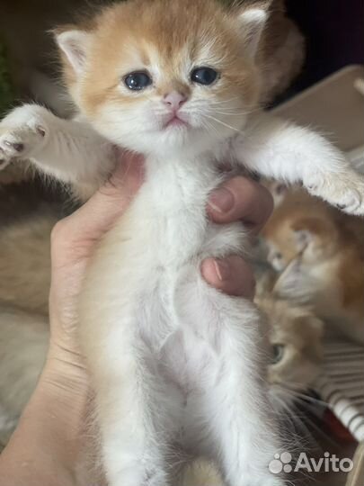 Золотые шиншиллы