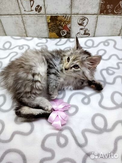 Курильский бобтейл