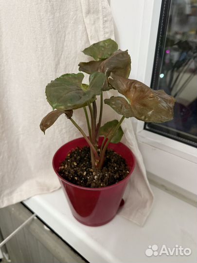 Сингониум клубничный лед