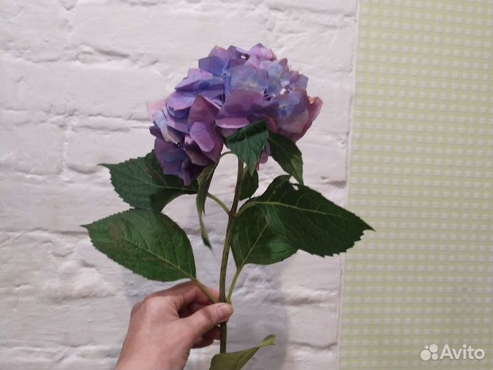 Гортензия крупнолистная 