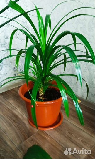 Комнатные цветы