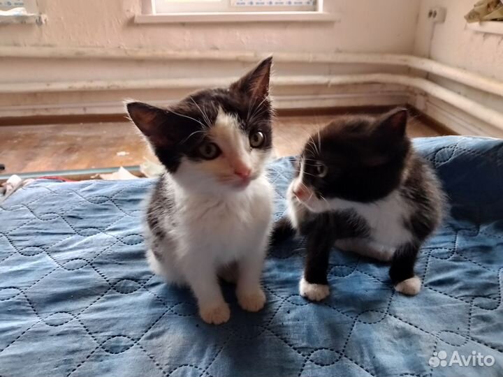 Кошки