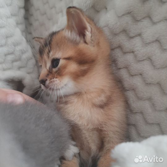 Котята чаузи