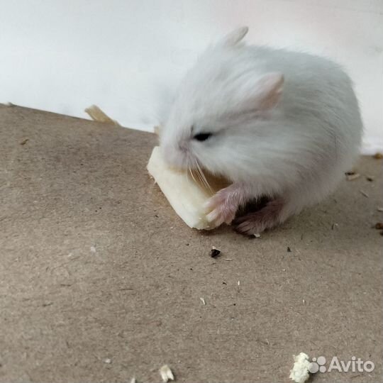 Джунгарский хомяк