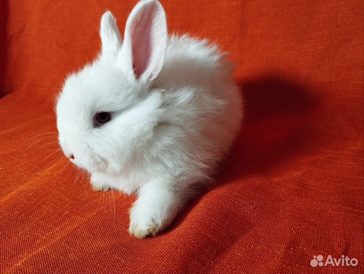 Кролики ангорские