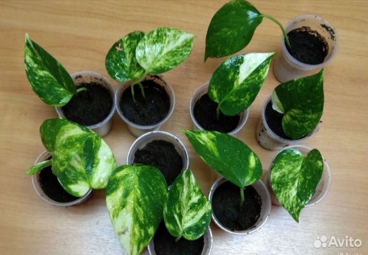 Комнатные растения