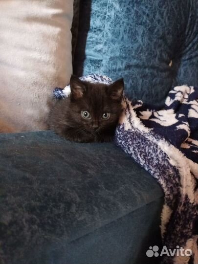 Котята отдам в добрые руки бесплатно