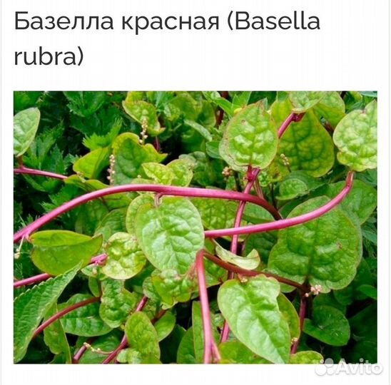 Базелла rubra