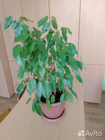 Фикус бенджамина