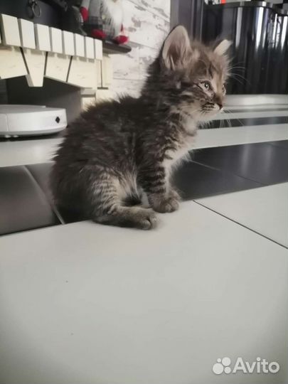 Кот в добрые руки