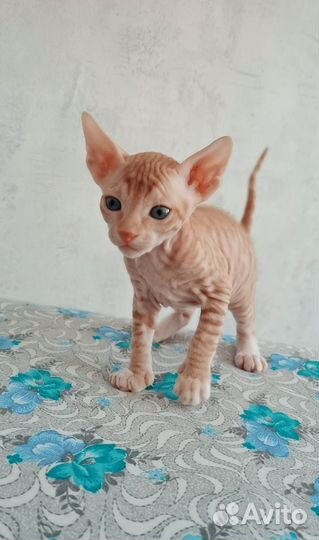 Донской сфинкс котята