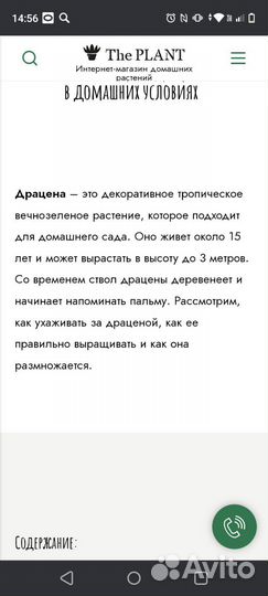 Пальма драцена