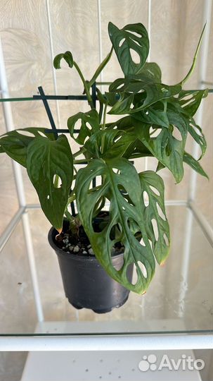 Монстера манки маск