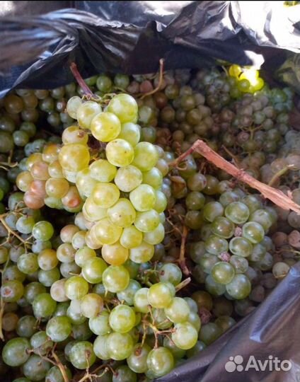 Виноград технический для вина