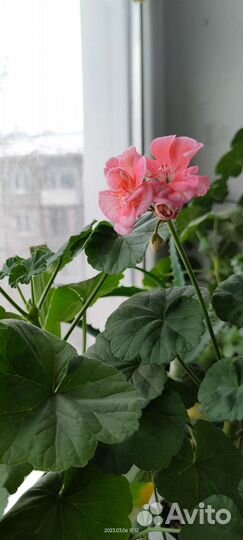 Пеларгония герань