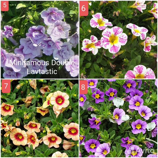 Калибрахоа