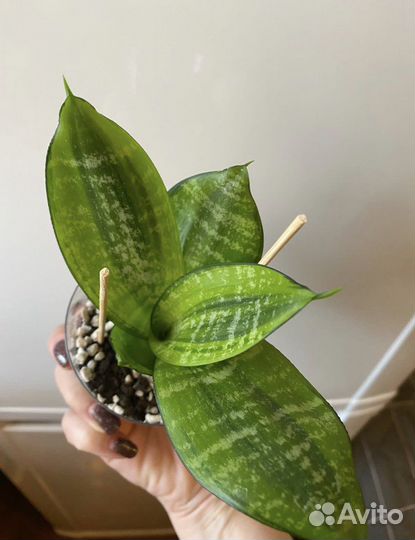 Сансевиерия ханни филлипин