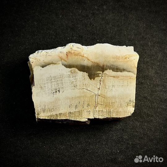 Окаменелое дерево окаменелость ископаемое