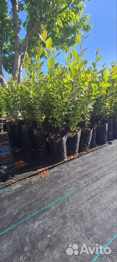 Кизильник блестящий