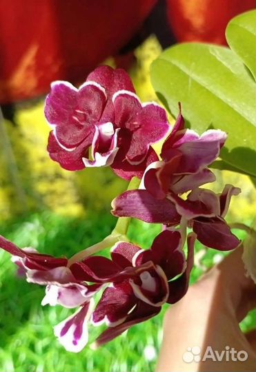 Орхидея фаленопсис бабочка