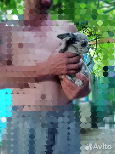 Прекрасные сестрички, брид, шоу, документы скор