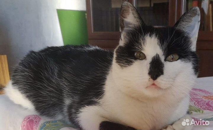 Кот Афанасий