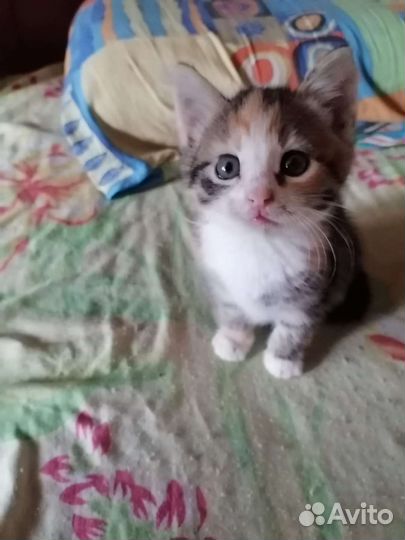 Котенок девочка бесплатно
