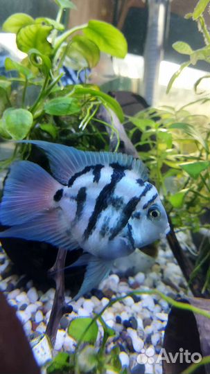 Мальки сапфирового (тигрового)попугая