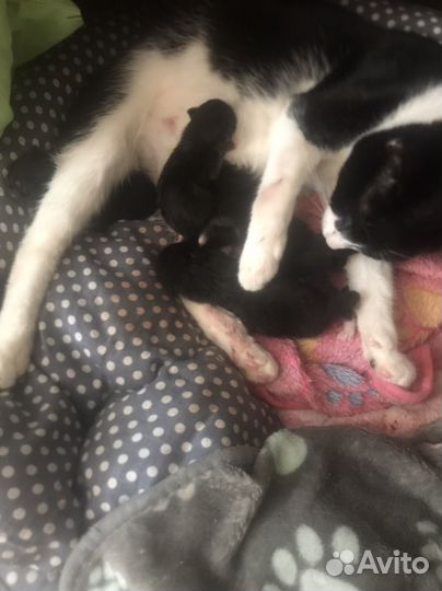 Котята маленькие на бронь