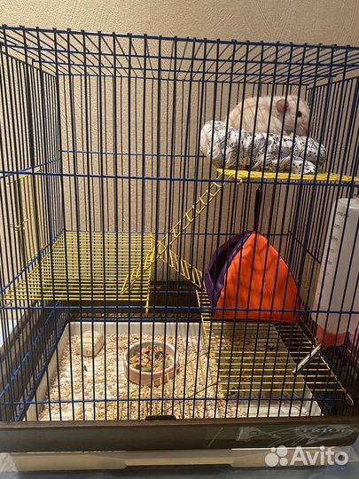 Клетка для грызунов бесплатно отдам