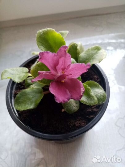 Сортовые фиалки