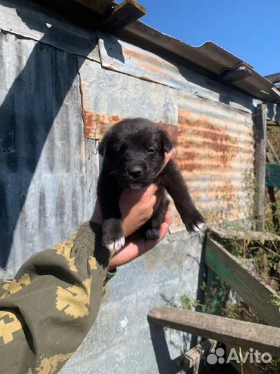 Отдам щенят