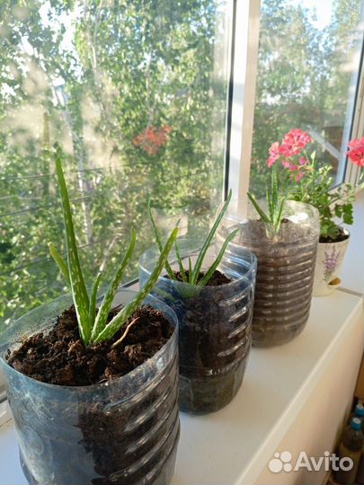 Укоренённые ростки Алоэ вера (Aloe vera)