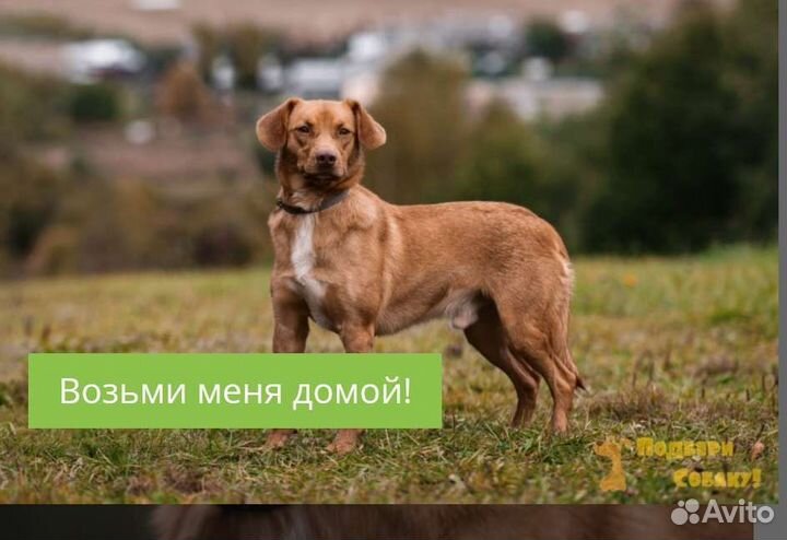 Собаки бесплатно в добрые руки