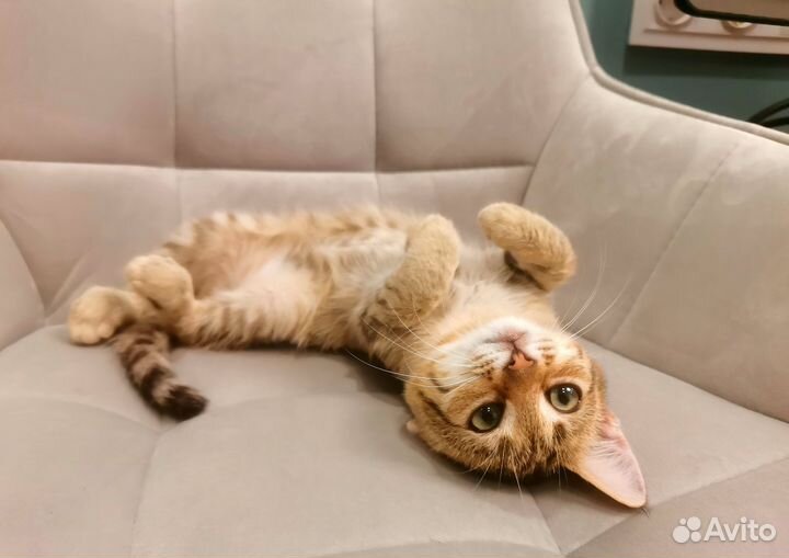 Котёнок рысенок девочка с зелеными глазами