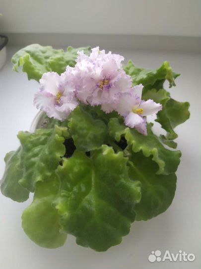 Фиалка махровая