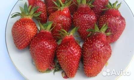 Рассада клубники