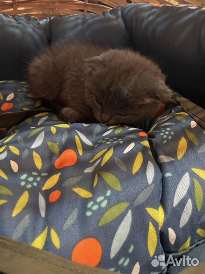 Британские вислоухие котята