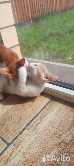 Котики в добрые руки
