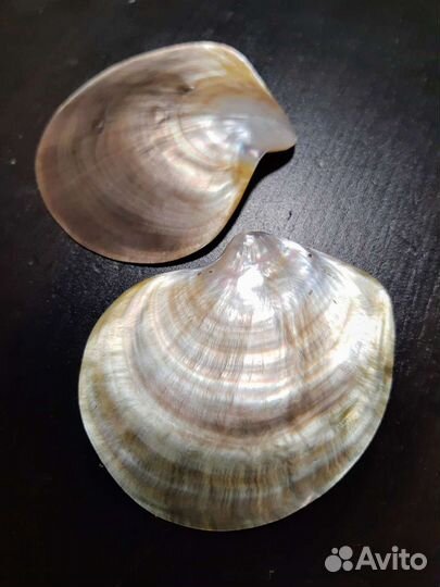 Перламутр Филиппинский полированный ракушка