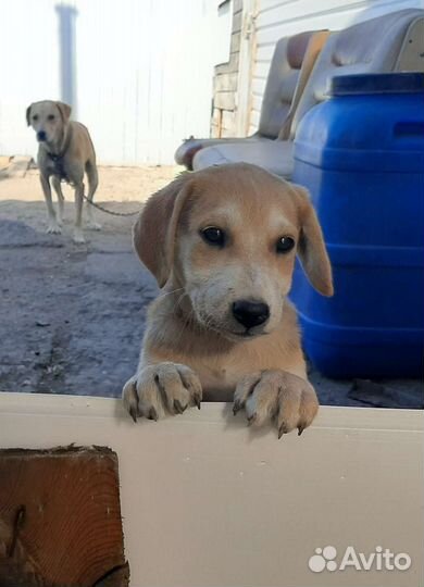 Продам щенка породы русская гончая