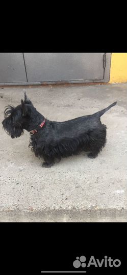 Зооняня для кошек и собак мелких пород