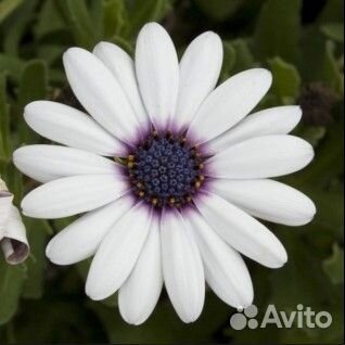 Рассада цветов Остеоспермум