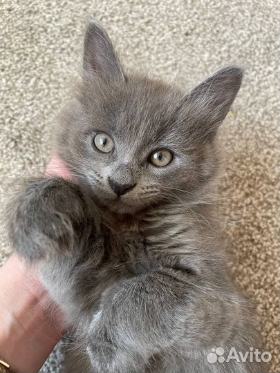 Кошечка ищет хощяев