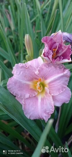 Многолетние цветы